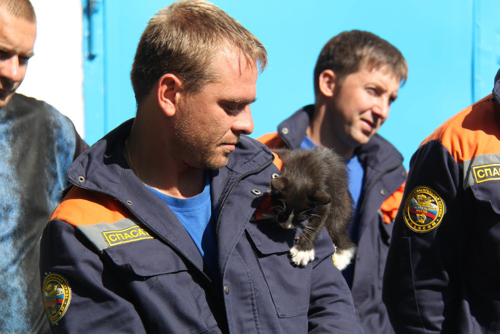 В Ставрополе кот не смог выбраться из окна без помощи спасателей