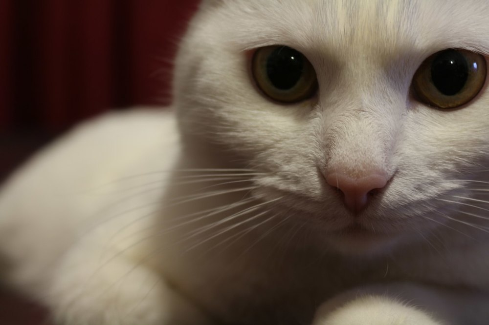 Объявляем о начале конкурса «Самый красивый кот Ставрополья»