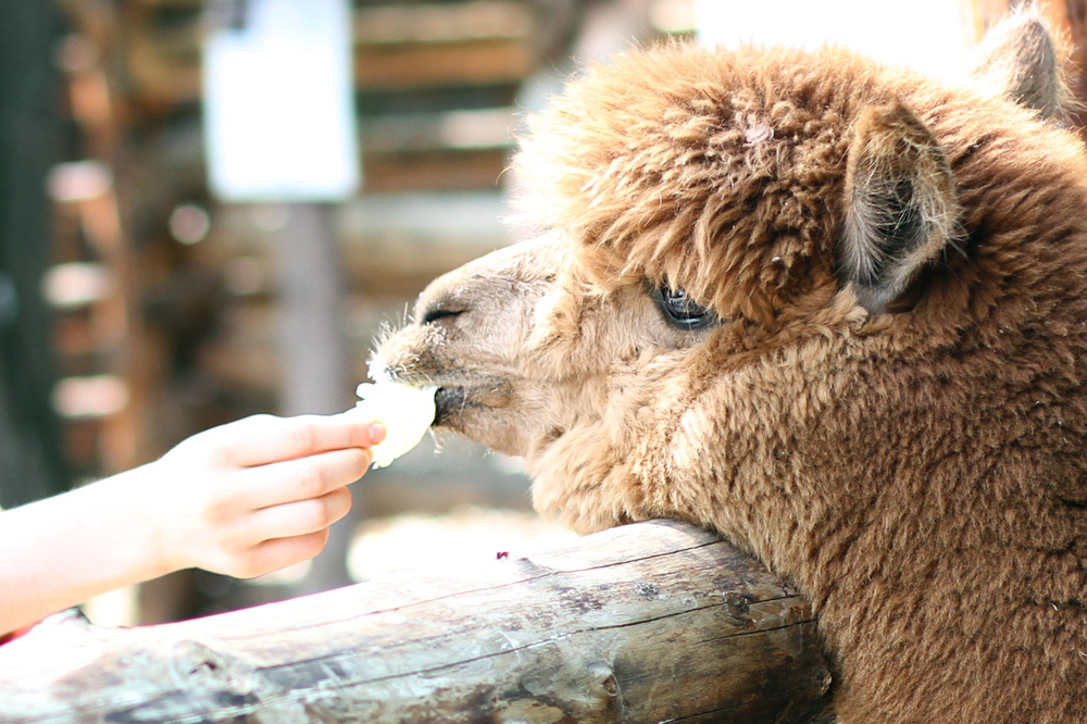 Контактный зоопарк в Ставрополе пополнился новым животным