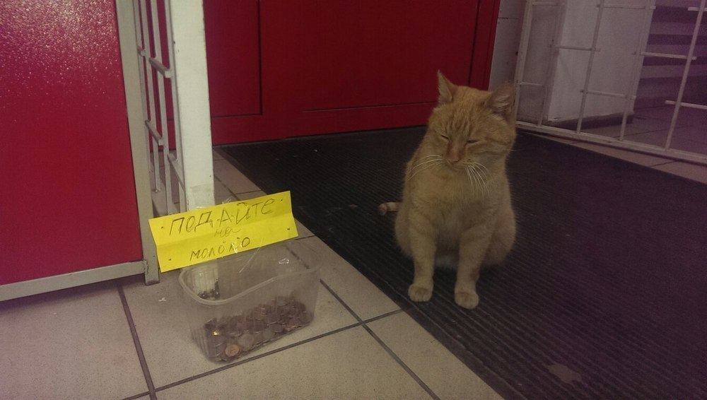 Кот по кличке Чубайс живет в одном из супермаркетов Ставрополя