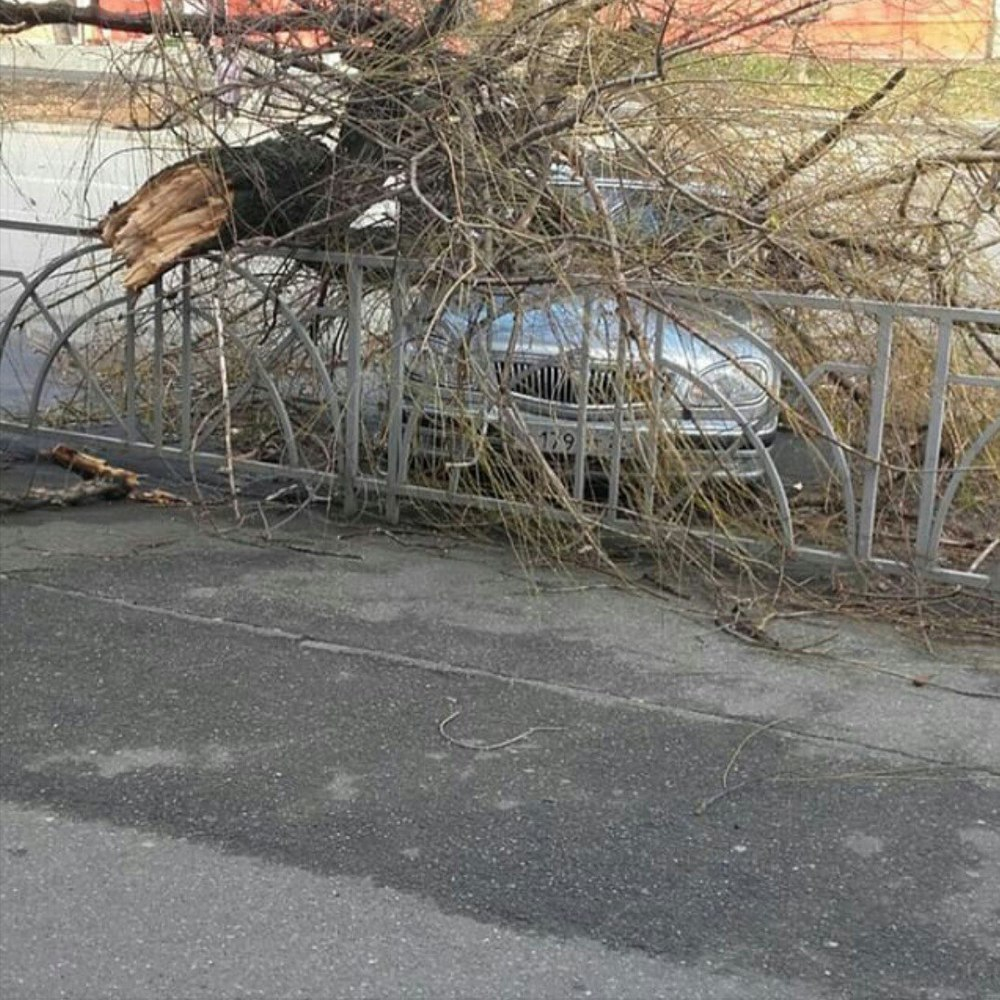 В Ставрополе ветка упала на автомобиль из-за урагана