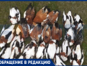 «Десятки вновь погибших и сотни не собранных с зимы»: охотники обнаружили туши диких животных на Ставрополье