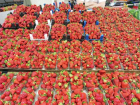 Москва кинула? Продавцы объяснили дешевый ценник клубники на Ставрополье