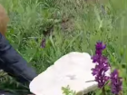 Грибы-гиганты попались на Ставрополье после обильных дождей: видео