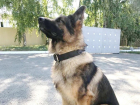 На Ставрополье служебная собака Комбат помогла поймать угонщика автомобиля 