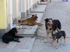Информацией о жестокой расправе над собаками в Ессентуках заинтересовалась горадминистрация