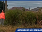 Амброзия в человеческий рост в центре Михайловска стала причиной разборок местных с мэрией города