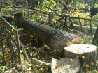 "Черные лесорубы" в Пятигорске вырубили деревья, что составило ущерб в 1 миллион рублей