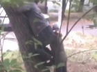 «Когда ты хочешь орех, но он тебя не хочет»: комичные попытки залезть на дерево сняли на видео жители Ессентуков 