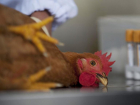 Жители Изобильненского округа Ставрополья выступили против уничтожения птиц из-за вспышки гриппа
