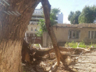 После публикации «Блокнота» в Ставрополе снесли огромное опасное дерево