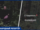 Очередного онаниста встретили в одном из лесов Ставрополя