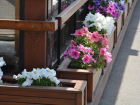 В Ставрополе все летние кафе украсят цветами