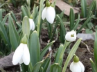 На Ставрополье распустились первые подснежники