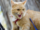 Половиной зараженных бешенством животных на Ставрополье оказались кошки