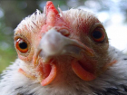 Производитель сообщил об отсутствии сальмонеллы в курином мясе на Ставрополье