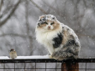 Экстренное предупреждение о сильном снегопаде получили жители Ставрополья