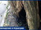 «Это дерево может обвалиться в любой момент», - житель Ставрополья о сухостое в Михайловске