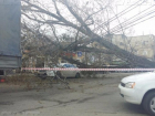 Момент падения дерева на улице Голенева успел снять очевидец