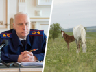Александр Бастрыкин поручил доложить о ситуации на ставропольском конезаводе