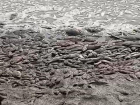 «Экологическая катастрофа»: мертвая рыба в пересохшем пруду шокировала жителей села на Ставрополье