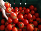 Зараженные калифорнийским трипсом томаты в количестве около полутонны уничтожили в Ставрополе