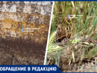 «Идет живой стеной»: гигантские полчища марокканской саранчи напали на села Нефтекумского округа