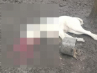 Живодеру, застрелившему собаку в Изобильненском округе, грозит штраф и уголовное преследование