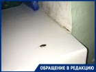 В детском отделении больницы на Ставрополье поселились тараканы