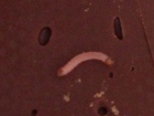 Мерзкого червяка в шоколадной конфете из "Пятерочки" обнаружила жительница Ставрополя 