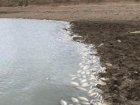 Ставропольчане намерены через суд добиться очистки водоема, в котором массово погибла рыба