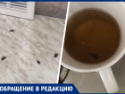 Откормленные тараканы изводят жителей многоэтажки в центре Ставрополя