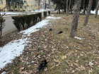 Около 30 мертвых воронов обнаружили в Пятигорске