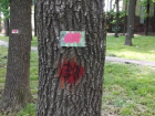 Вырубка и отметки на деревьях в сквере Ставрополя заинтересовали главу СКР Бастрыкина 