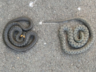 Двух змей обнаружили жители Солнечнодольска