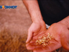 Зараженное зерно с опасными для человека вредителями обнаружили у ставропольского производителя