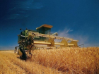 Каждая пятая тонна зерна из собранного в России урожая – ставропольская