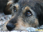 На Ставрополье мужчина убил собаку на глазах у детей
