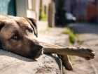 Собаку насмерть забили кнутом на глазах у детей в Буденновске