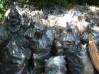 80 мешков мусора с загаженной алкашами поляны вынесли волонтеры в Таманском лесу Ставрополя