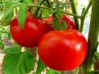 В Ставропольском крае урожай томата увеличился на 7%