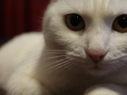 Конкурс "Самый красивый кот Ставрополья" завершается