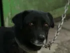 Бездомная собака покусала 14-летнюю девочку на Ставрополье