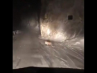 Лисичка бросилась под колеса автомобиля на трассе Пятигорска