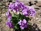 В крае растет только на горе Бештау: редкий цветок исчезает на территории Ставрополья 