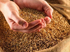 В 550 тоннах зерна на Ставрополье нашли вредителей