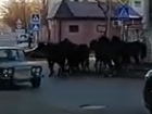 Табун лошадей пронесся по центру Кисловодска 