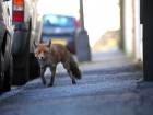 Благодаря самоизоляции на улицы Кисловодска вышли лисы