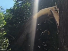 Огромная ветка дерева, о падении которой предупреждали ставропольцы, упала на будку охраны медуниверситета
