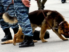 Полицейский-кинолог подозревается в избиении задержанного мужчины на Ставрополье